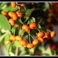 fruits de Pyracantha 04-09-21