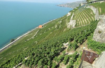 La saison des vendanges