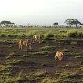 Kenya - mars 2010