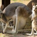 The Kangourous And Wallabies