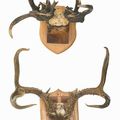 Two Sets of Mounted Mule Deer Antlers - Odocoileus hemionus - California