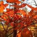 Les belles couleurs de l'automne #2