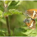 Céphale : Coenonympha arcania