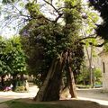 Le robinier du square Viviani à Paris