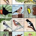 Les oiseaux de mon jardin