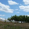 CIEL de vignes