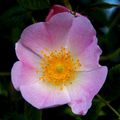 Rosa Rugosa