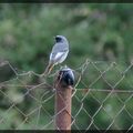 Oiseaux de mon (futur) jardin ...