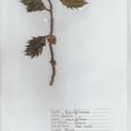 Herbier Ilex aquifolium Houx