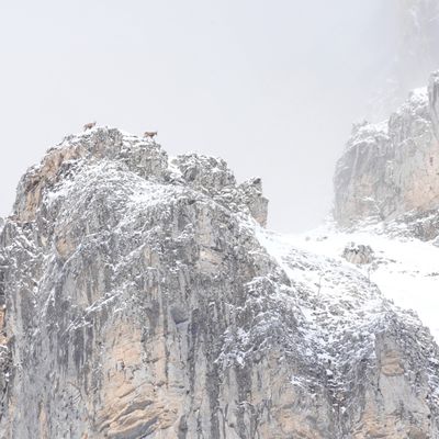 Deux boucs sous les Deux Sœurs, neige et vent