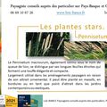 🌾 Pennisetum macrourum par paysagiste Pays Basque et Paysagiste Landes.
