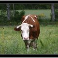 Les animaux de la ferme: Vaches et volailles