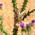 La Noctuelle jaunâtre (Eremobia ochroleuca)