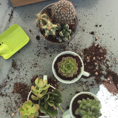 * Petites plantations j'ai trouvé ces tasses "