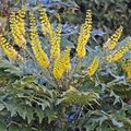 Le Mahonia x media, un arbuste en fleurs au coeur des frimas…