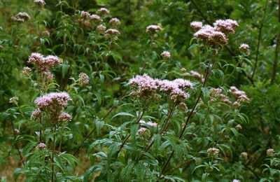 Plantes...L'Eupatoire