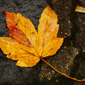 loin d'être monotone L'automne : ne laisse pas