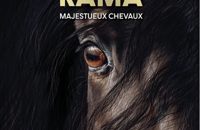 Animorama : Majestueux chevaux