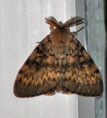 Lymantria dispar(Bombyx disparate, Disparate, Spongieuse, Zigzag)