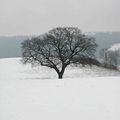 Dimanche 1er février, vers 15 h. 30