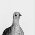 Les oiseaux de Sens par Emmanuel Berry (11)
