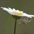 Les amours de marguerite