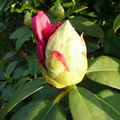 naissance d'un rhododendron - I -