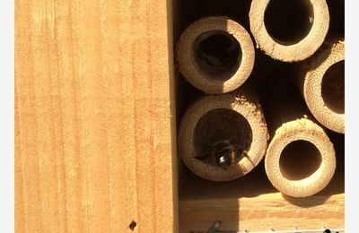 Notre hôtel à insectes : 2 chambres occupées et bientôt 3,4