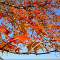 Automne flamboyant