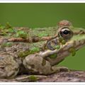 Grenouilles aux lentilles