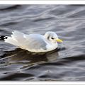 Mouette à la dérive