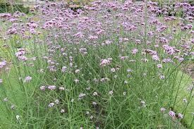 Verbena bonariensis, la verveine de buenos aires, j'adore cette plante!