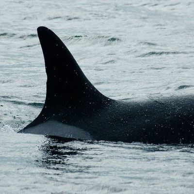 Les orques perdent un de leurs grands défenseurs !