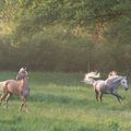 Des chevaux heureux