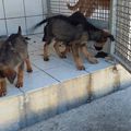 Trois chiots déposés dans la poubelle d'une clinique vétérinaire