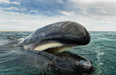 Baleines et Dauphins photographiés par Christopher Swann