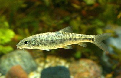 TURQUIE - Redécouverte d'un poisson disparu depuis plus de 10 ans (ou comment retrouver des Léopards dans un Tigre)