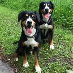 Les loisirs créatifs ont du chien !