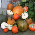 Citrouilles, Potirons et autres Courges...