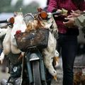 Le virus H5N1 détecté chez des canards dans le sud du Viêtnam 