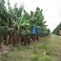 Visite d'une plantation de bananiers