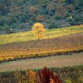 L'AUTOMNE EN ARDECHE ...ça détonne 