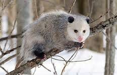 l'oppossum