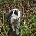 Le chat dans le jardin