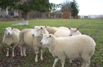 Que de jolie mouton! 