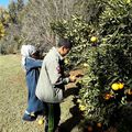 Un programme "Cake à l'orange" cet après-midi au temps d'accueil des enfants et des jeunes à l'association 0urika Tadamoune