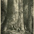 séquoia géant