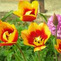 Tulipes surprises