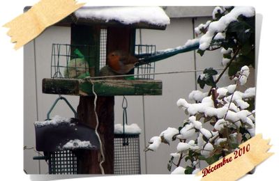 Rouge-gorge dans mon jardin