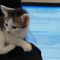 Insolite: empruntez des chatons à la bibliothèque